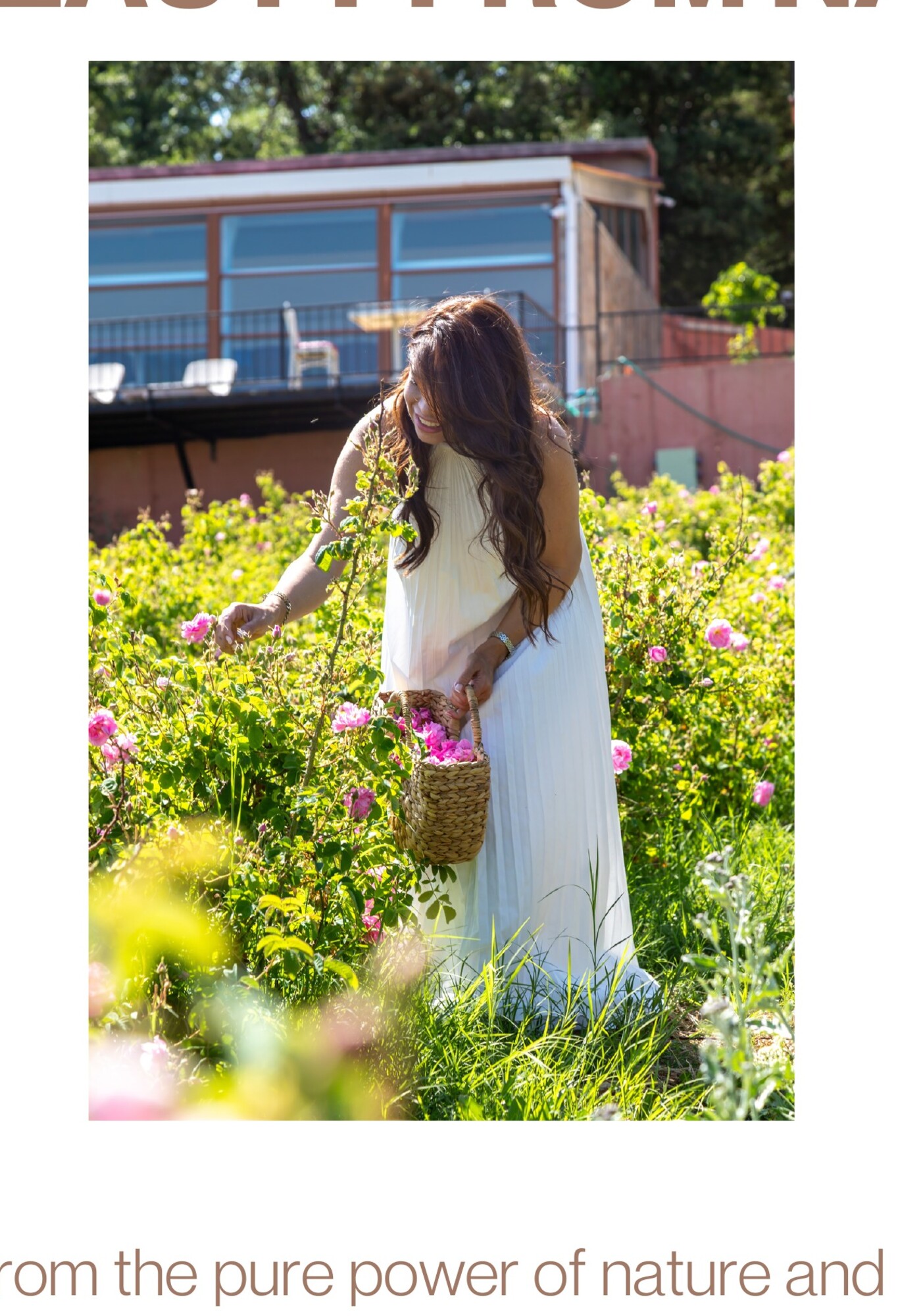 Söğütdağı'nda gül hasadı