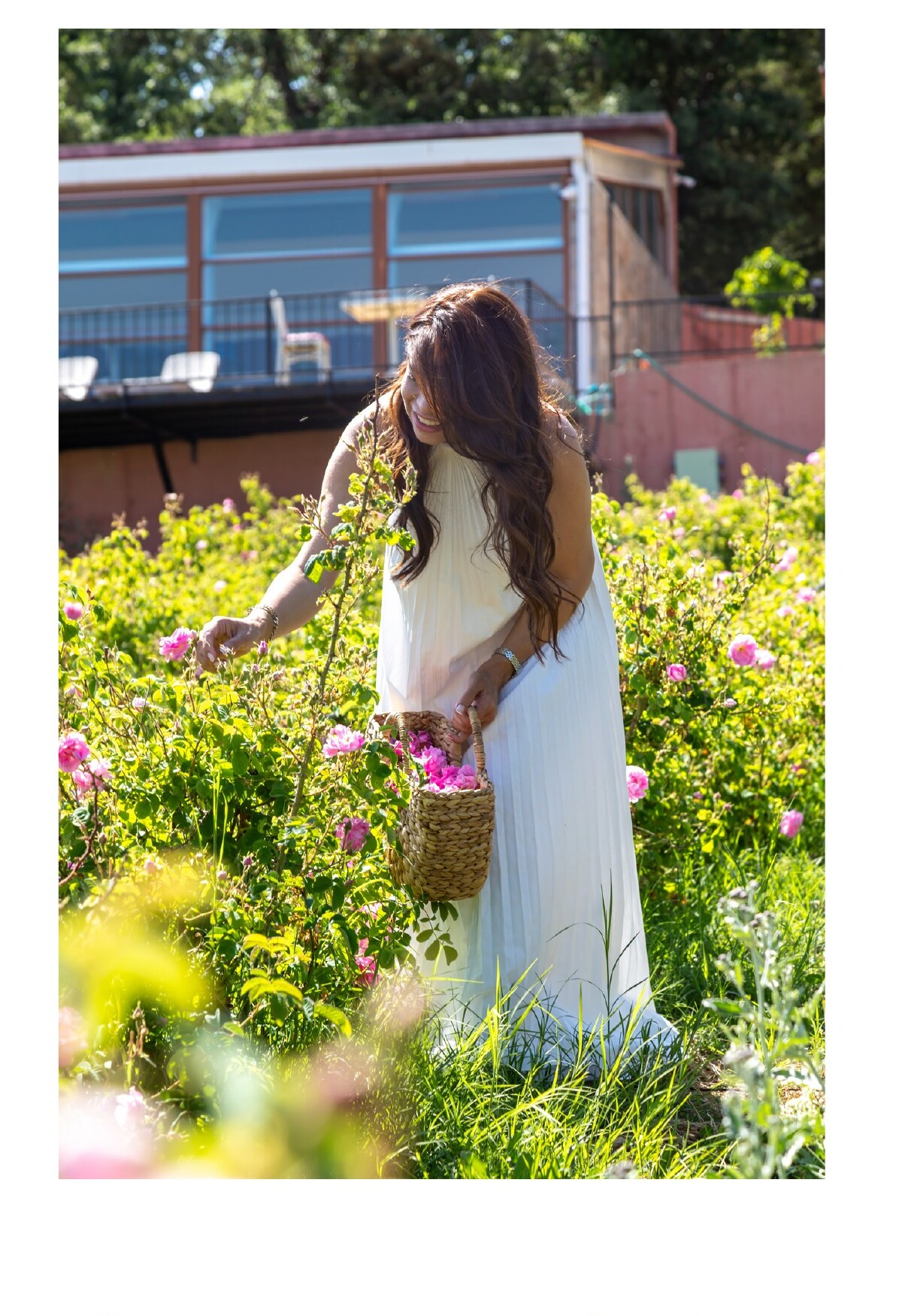 Söğütdağı'nda gül hasadı